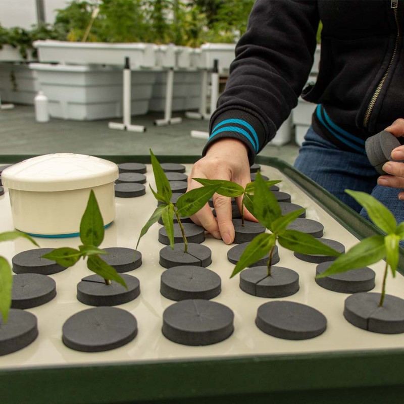 HydroCloner® Spinner 72