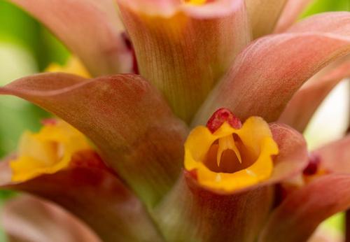 fleur avec biostimulant