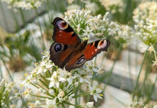 papillon sur une culture hydroponique ecologique