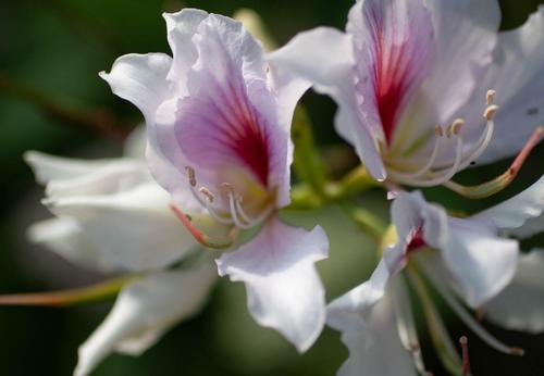 fleur cultivee avec engrais et biostimulant