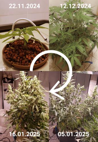 cbd autofloraison cycle