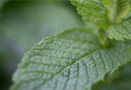 une feuille de plante aromatique