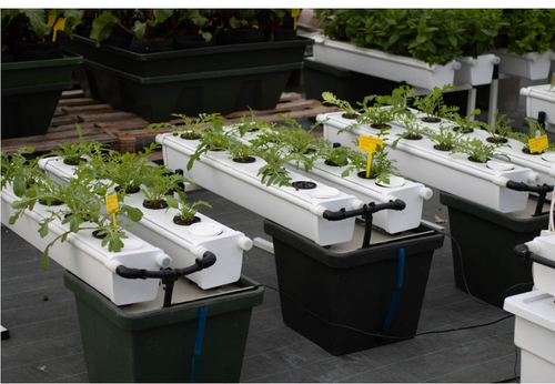 des systemes hydroponiques avec de l'engrais hydroponique