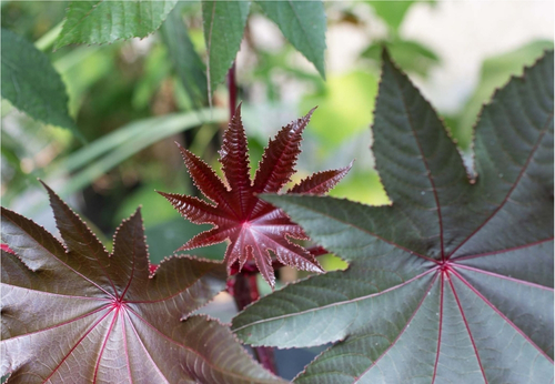 une fleur en stade de croissance