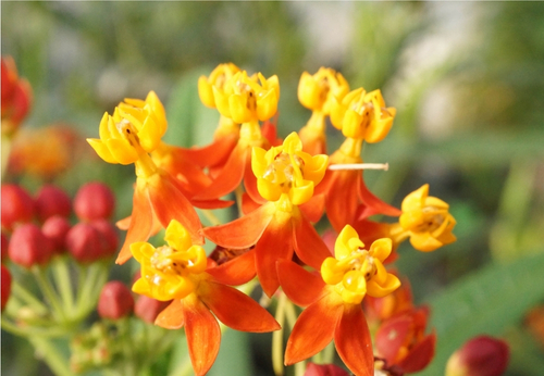 plante en floraison jaune et orange