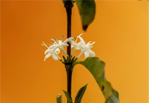 une fleur blanche cultivee avec de l'engrais