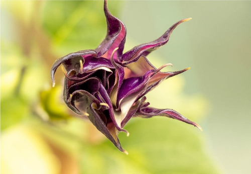 fleur violette cultivee avec Terra Aquatica