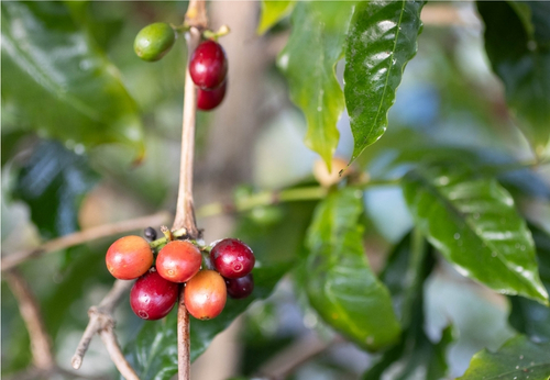 des grains de café avec de l'engrais