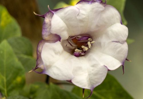Fleur violette florissante en bioponie