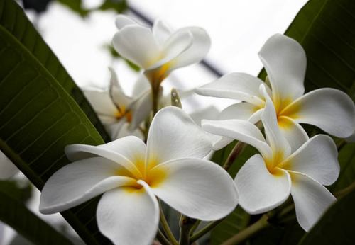 Fleur de tiaré cultive avec un engrais non organique