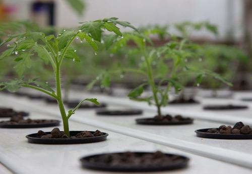 plante sur un GrowStream hydroponique