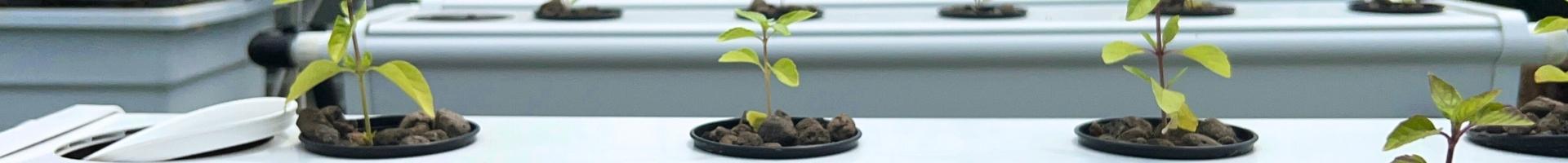 GrowStream plantes.jpg