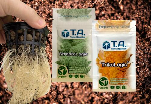 micro organisme trikologic et streptologic