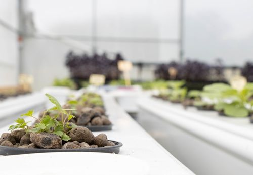 les billes d'argiles dans un systeme hydroponique a recirculation