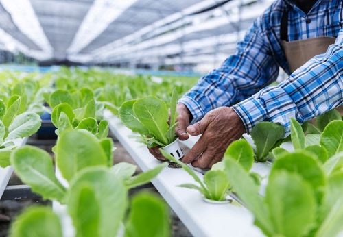 systeme hydroponique en recolte