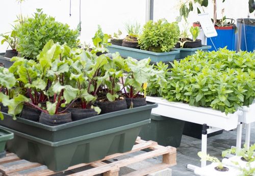 les algues dans les systemes hydroponiques