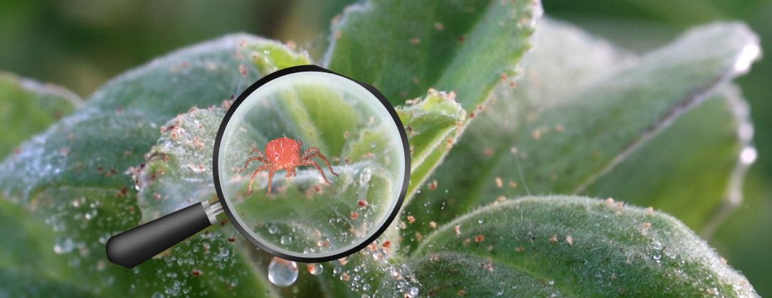 une araignée rouge infestant une plante avant le natural kleaner pour l'enrober
