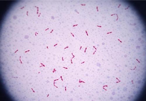 azospirillum bactérie micro organisme bénéfique pour le sol