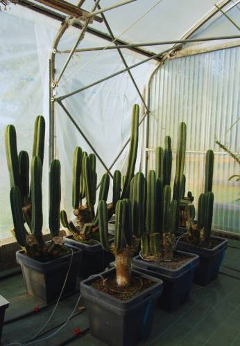 cactus en hydroponie dans la serre