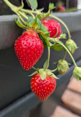 fraise en hydroponie dans une serre dans un cultimate
