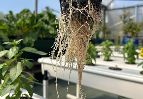 racines de plantes cultivees en hydroponie