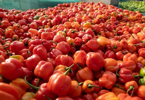 piments cultivés en hydroponie