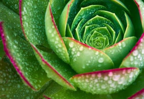 plante avec de l'eau