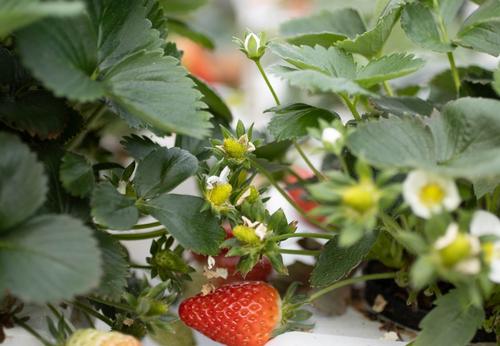 fraises en hydroponie