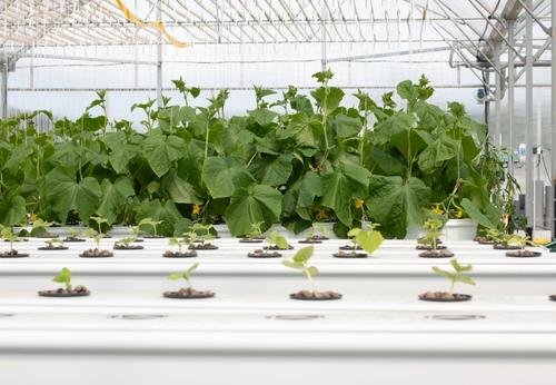 systeme hydroponique growstream