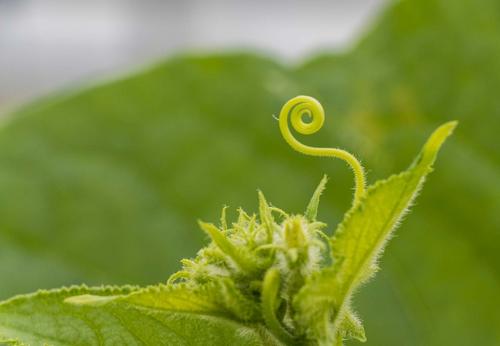 plante cultivee en hydroponie 
