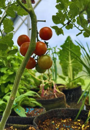 tomate en hydroponie dans un ebb&grow sous serre
