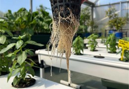 L’hydroponie est-elle une technologie écologique ?