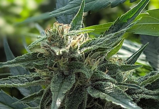 Cultiver des autoflos en hydroponie