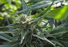 Culture hydroponique de CBD en intérieur : méthode complète pour réussir