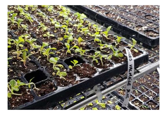 Réussir ses semis : guide complet, conseils, substrat et germination