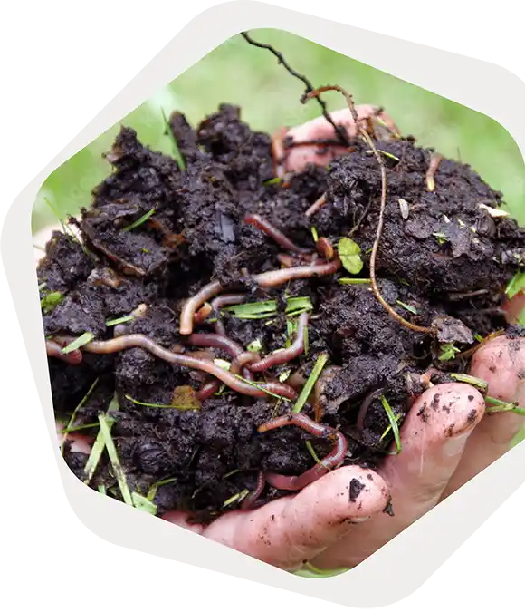 Biostimulants & fertilisants