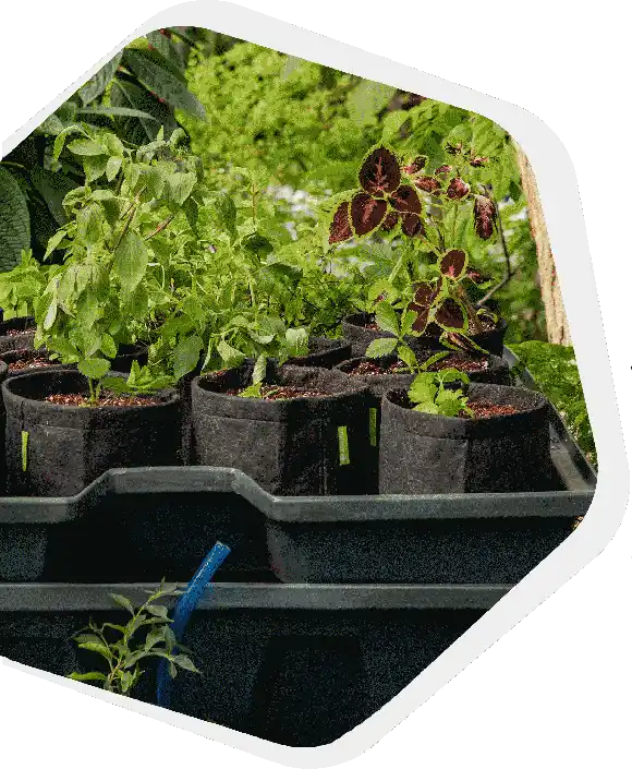 Systèmes hydroponiques